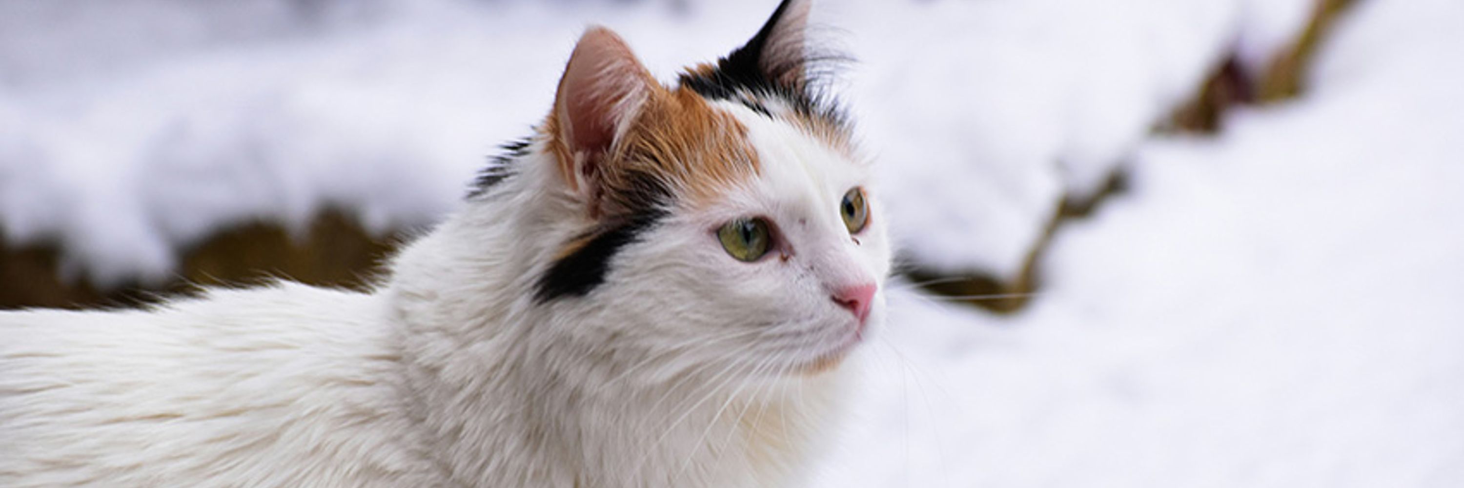 Cats Protection Blackheath & Deptford