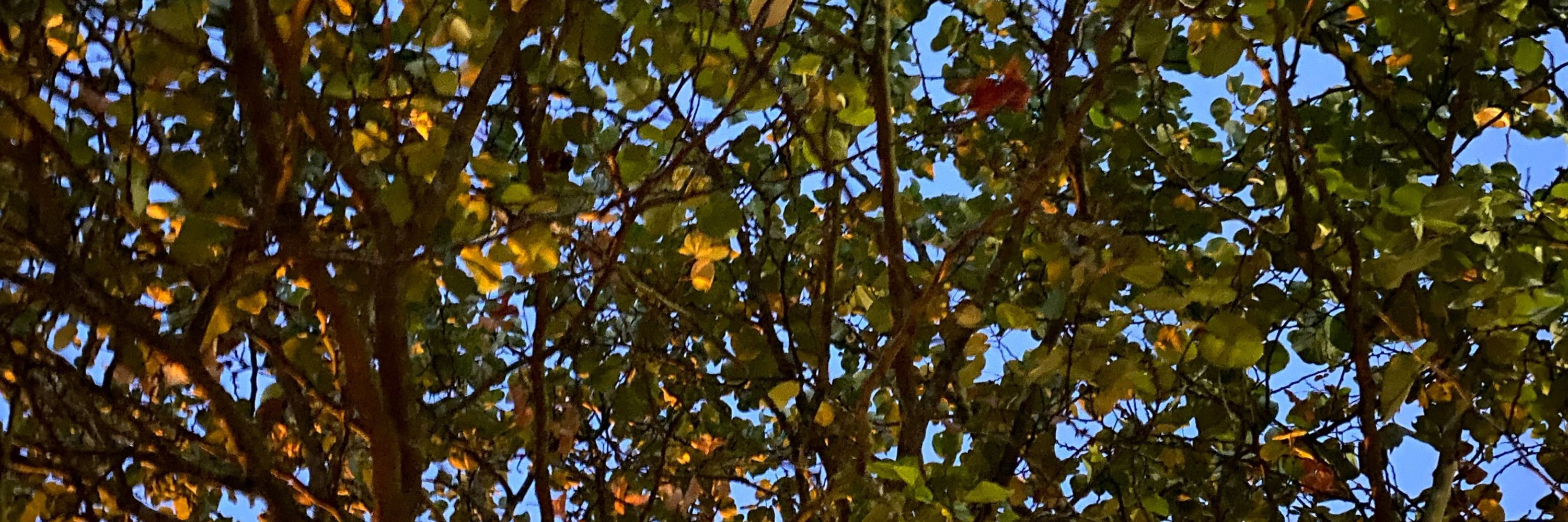 autumn