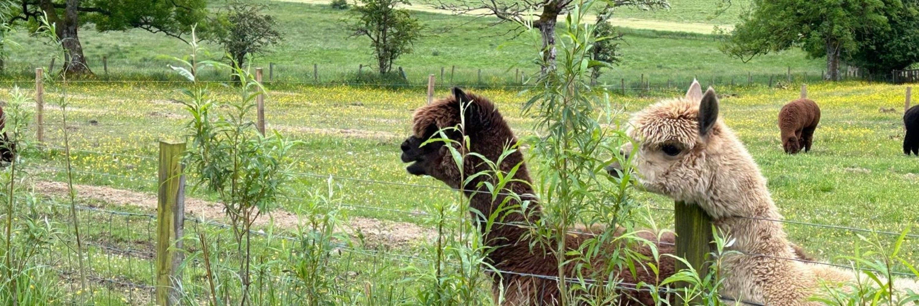Alpacamum