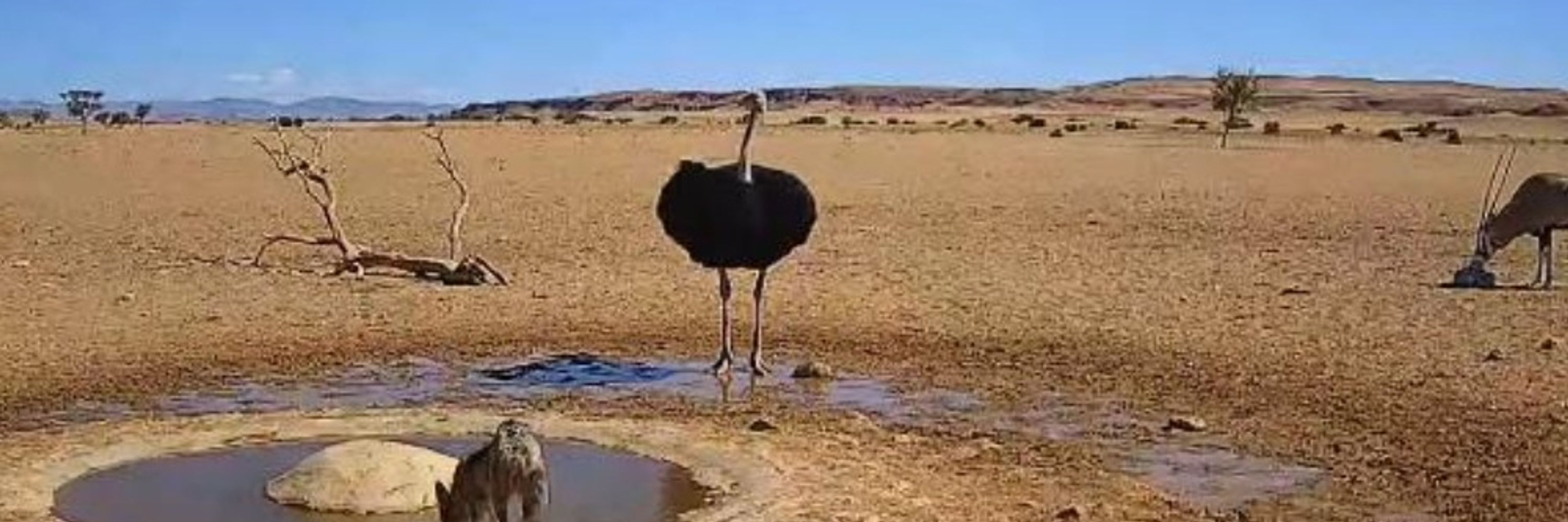 えれだい