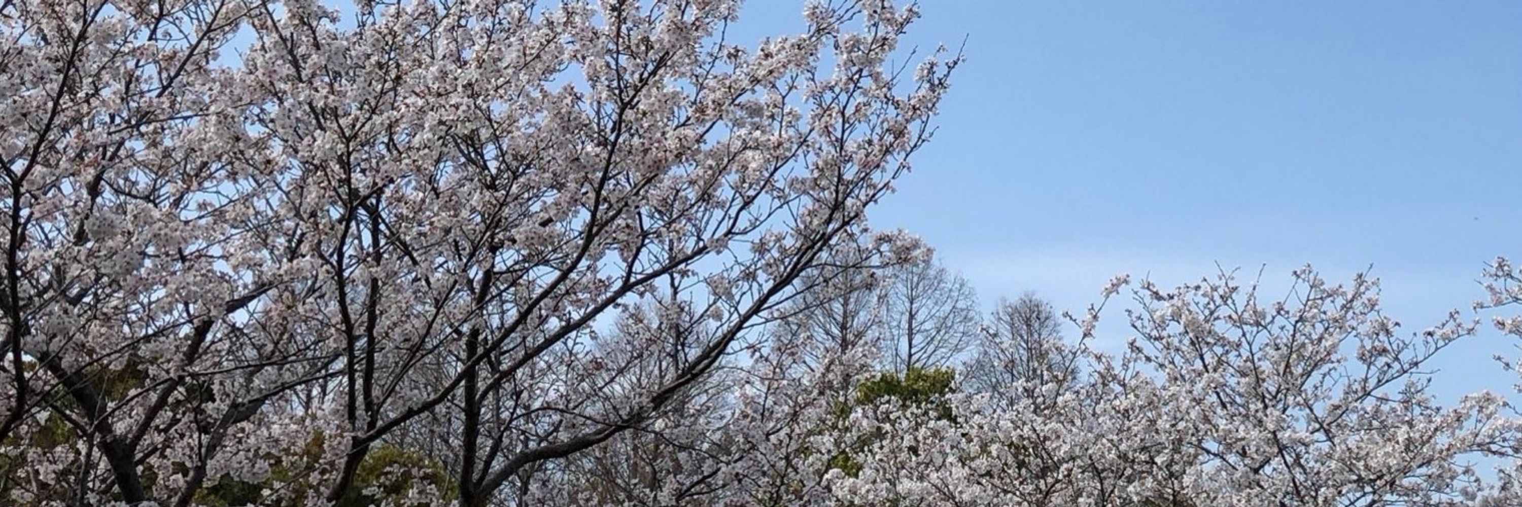 ぽんてつみい