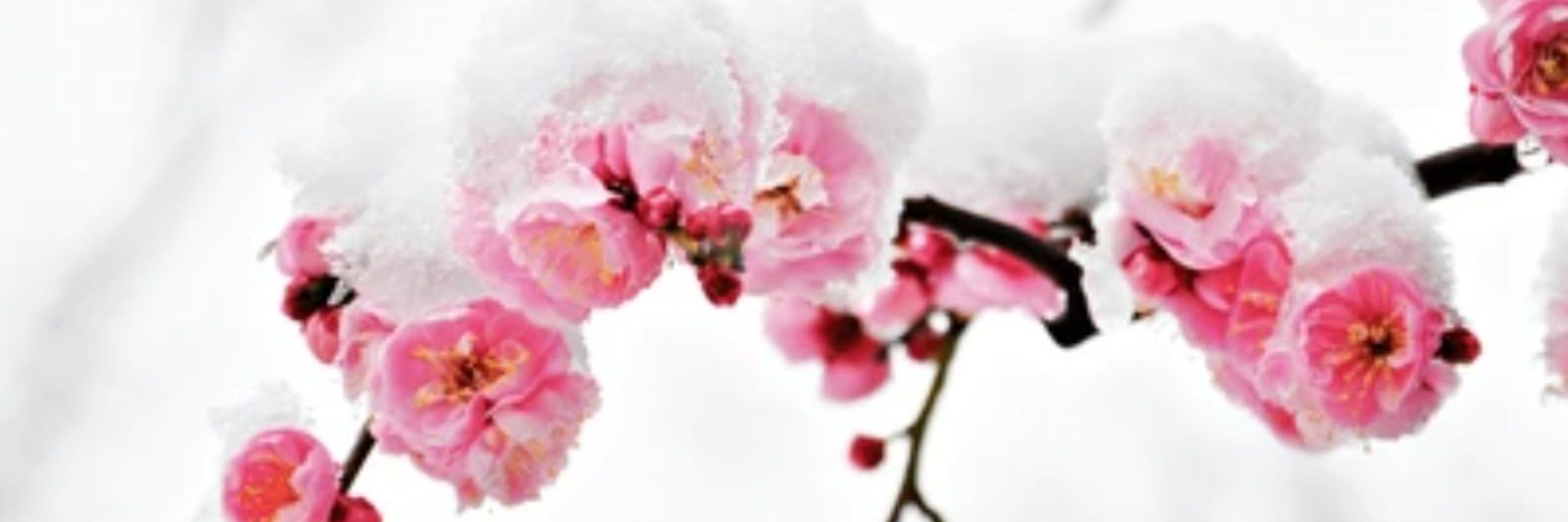Snow Blossom Studio