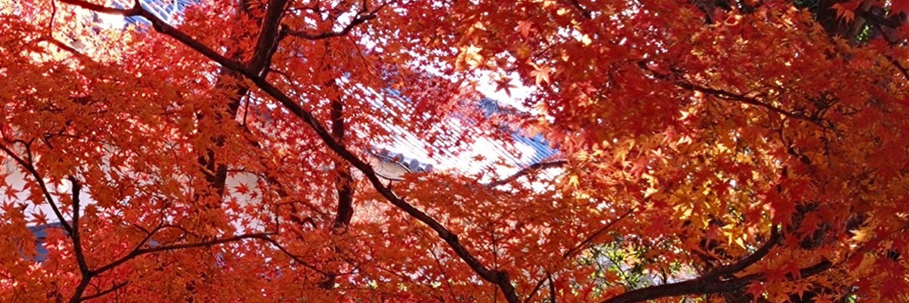 双月