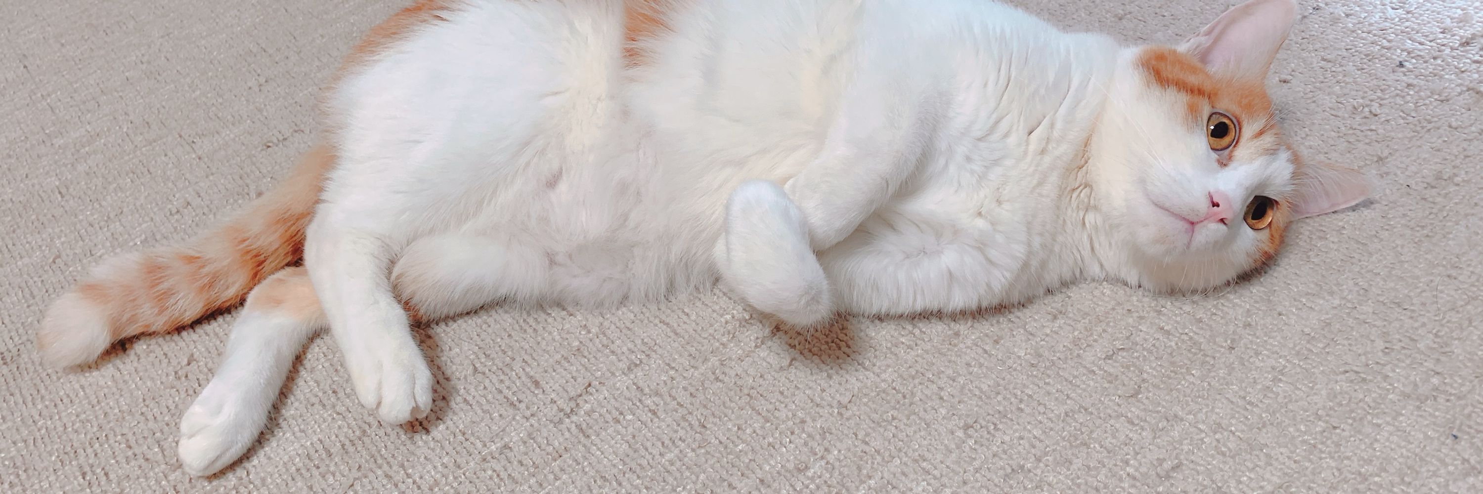 れおん🐈