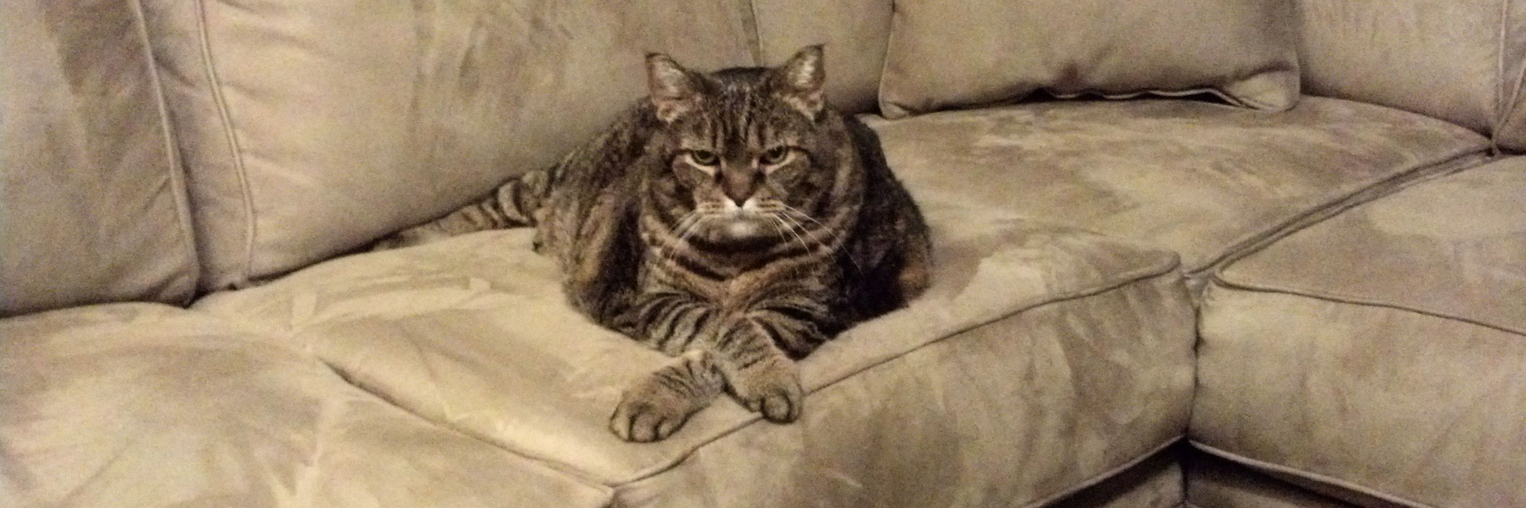 ʞɔıɹʞʍ
