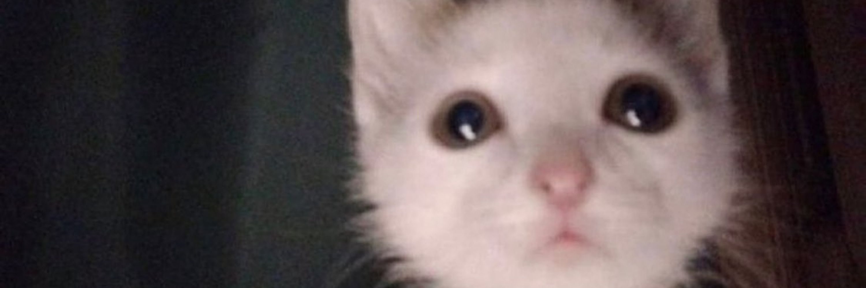 what if that cat had an ass
