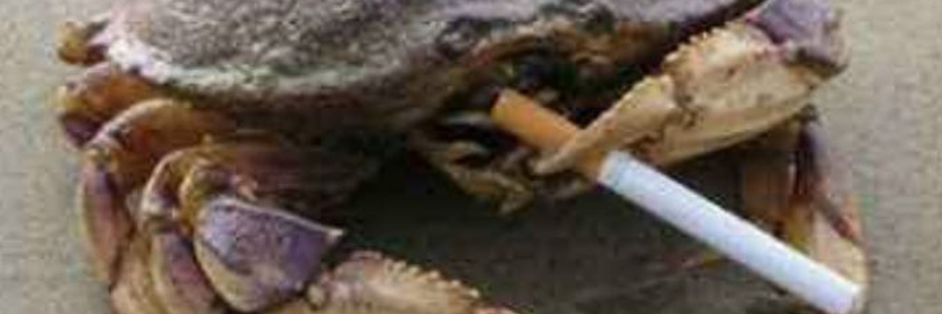 Giant woke crab Bsky edition (she/her) 