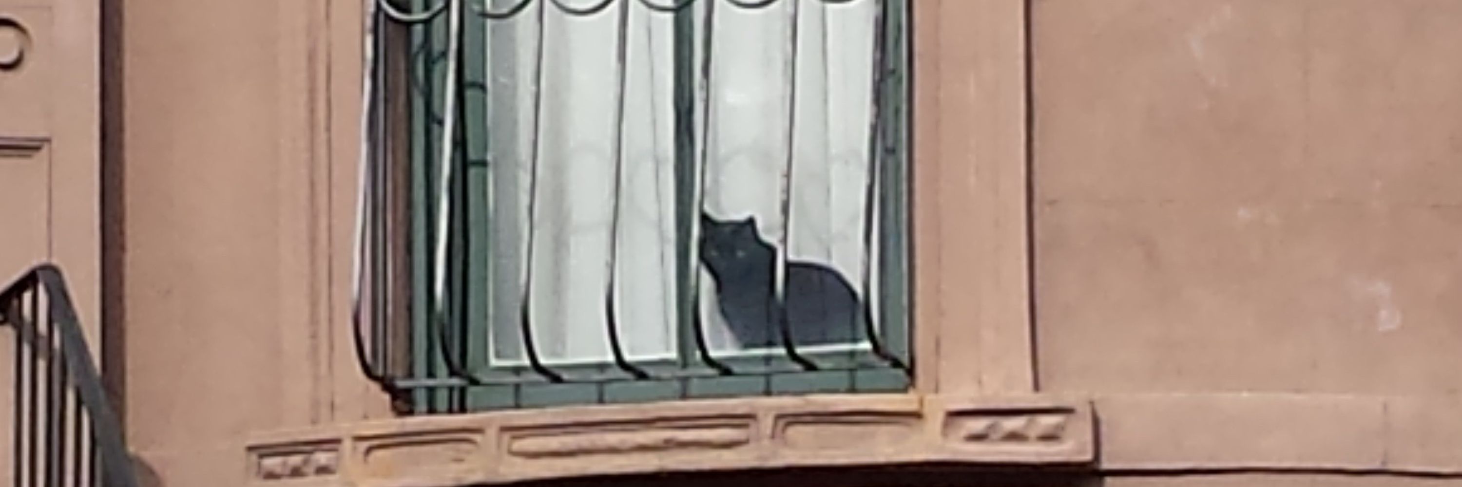 WillowTheCat
