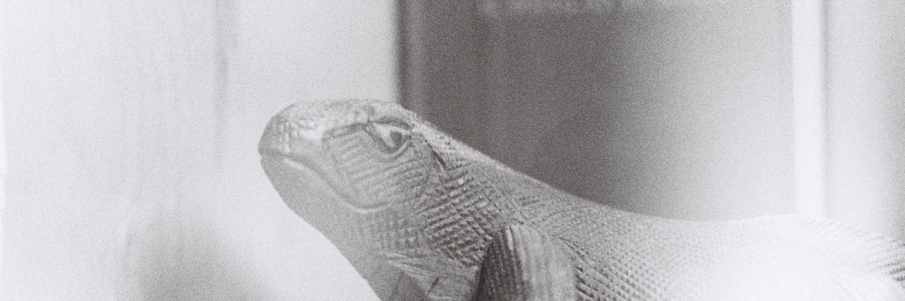 SudoLeezard