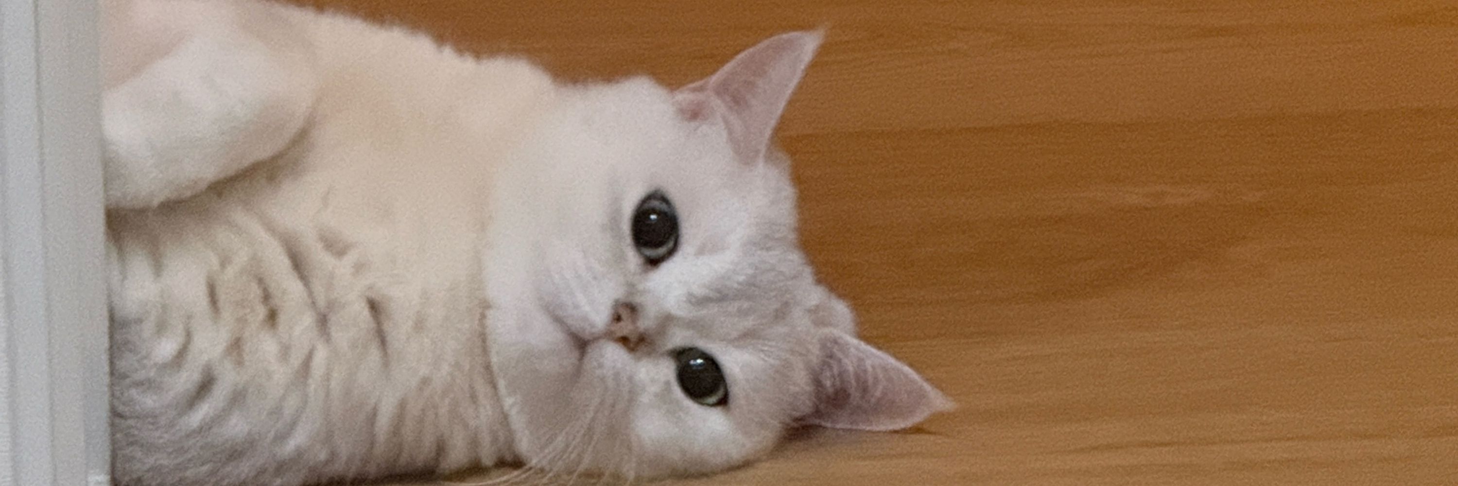 mimi🌱