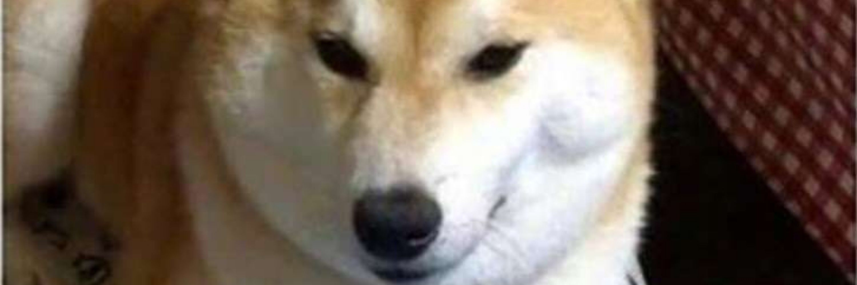 KodaShibe