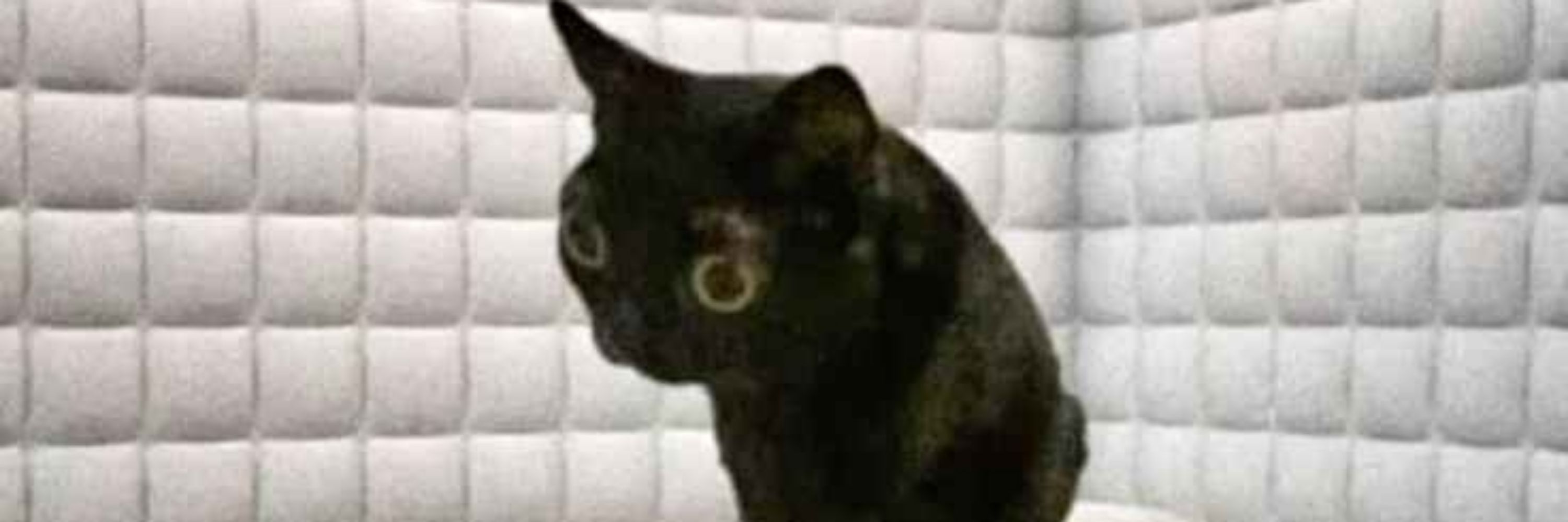 Maneko