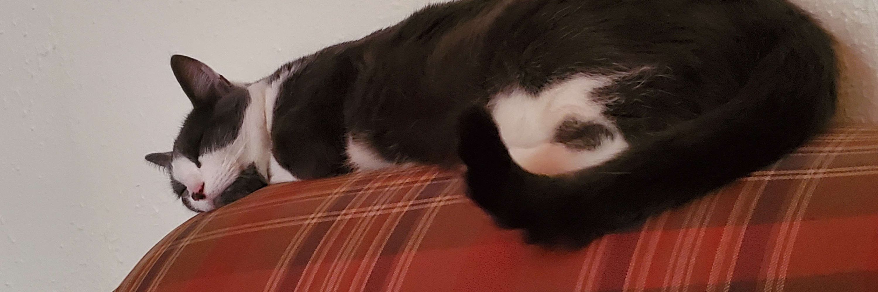 Micah
