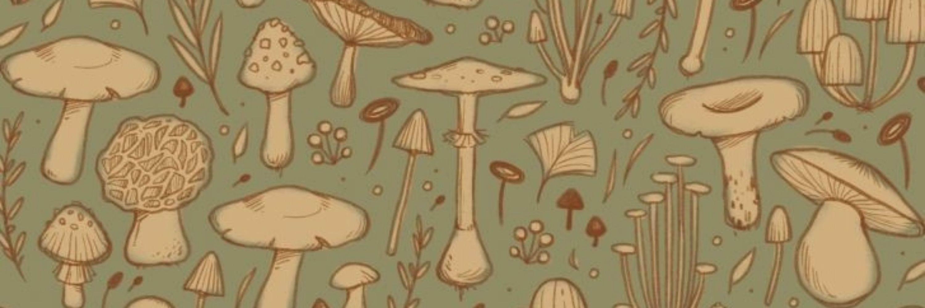 ari 🍄
