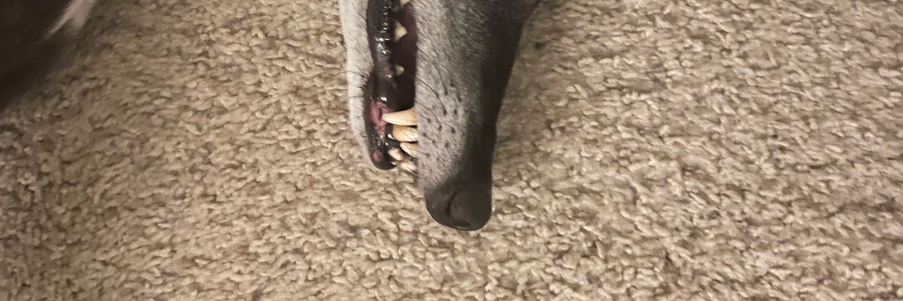 Blep