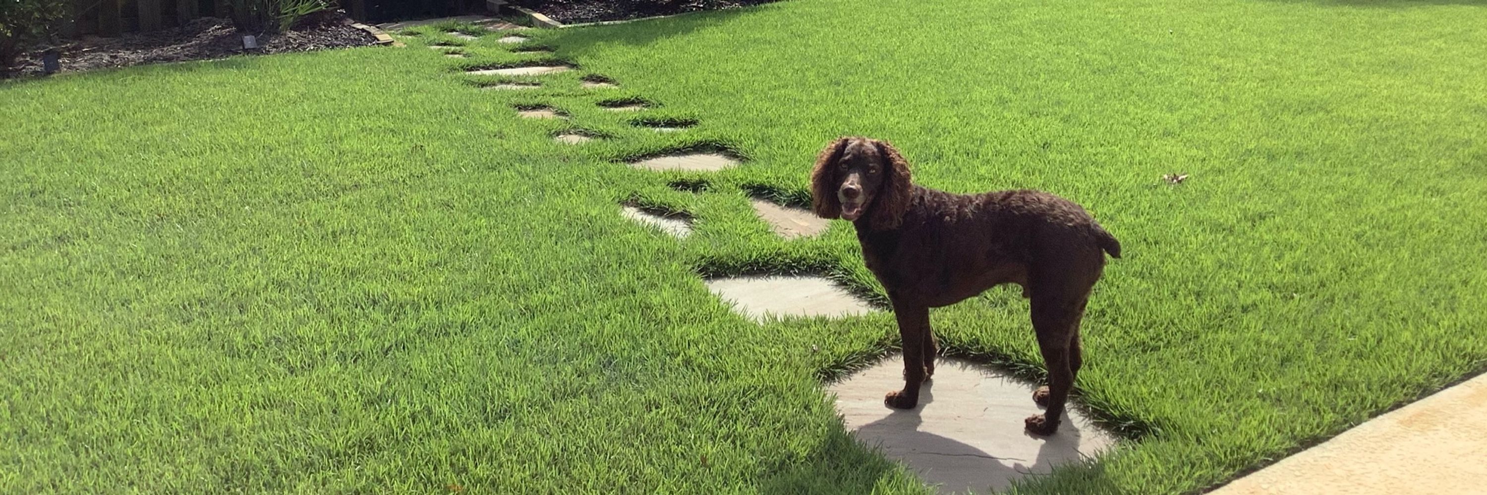 Tybee the Boykin Spaniel