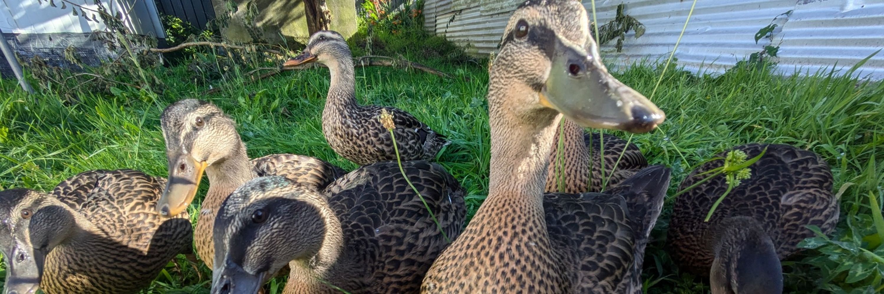 Sarah McSarahson 🦆
