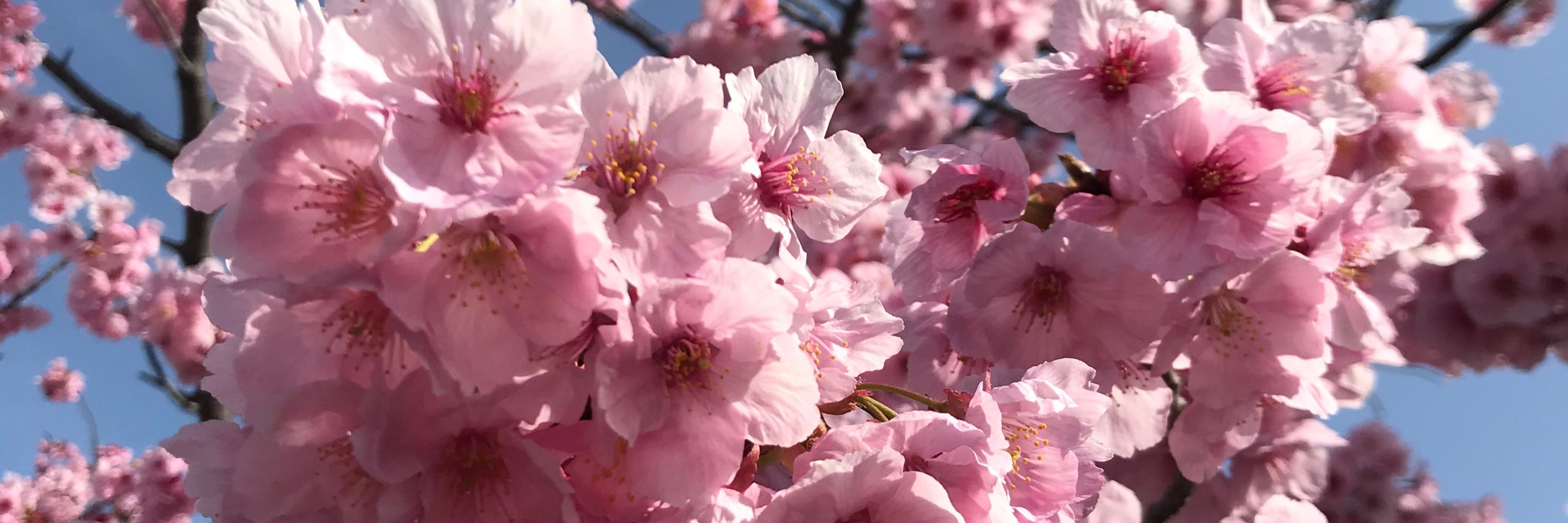 月宮　桜琳