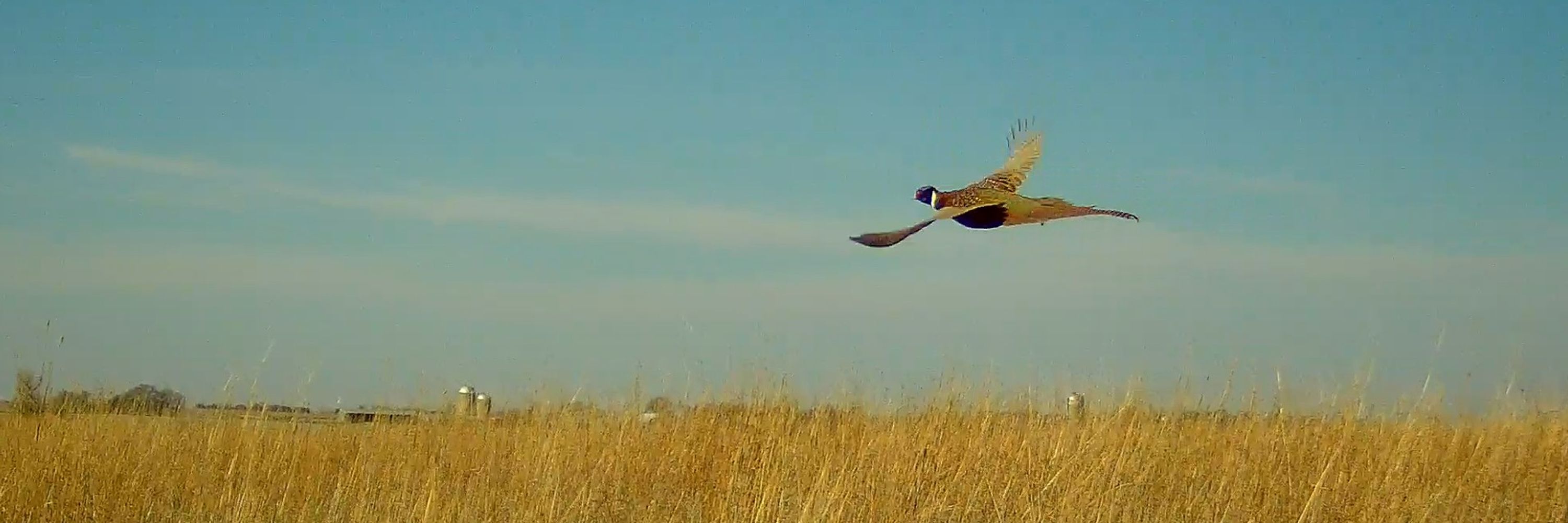 Dakota Pheasant Hunt