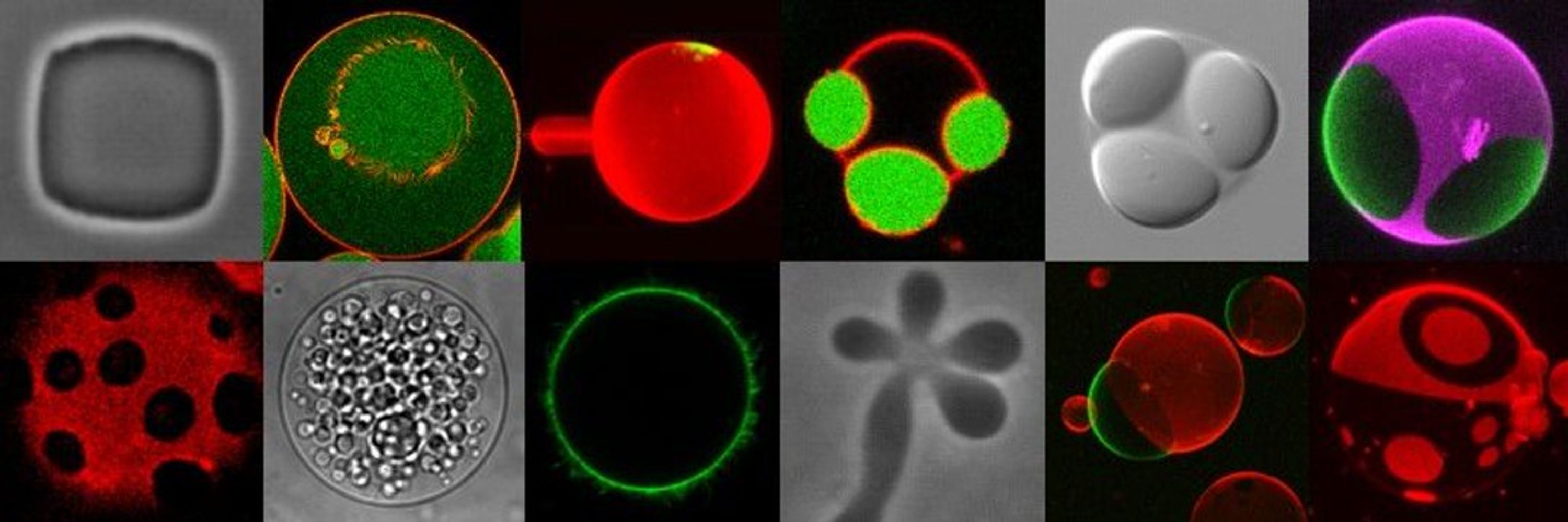 Dimova Lab