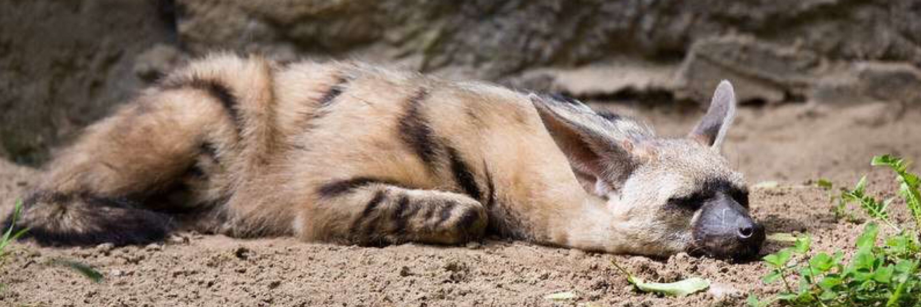 Vox Aardwolf, the Floof Yeen