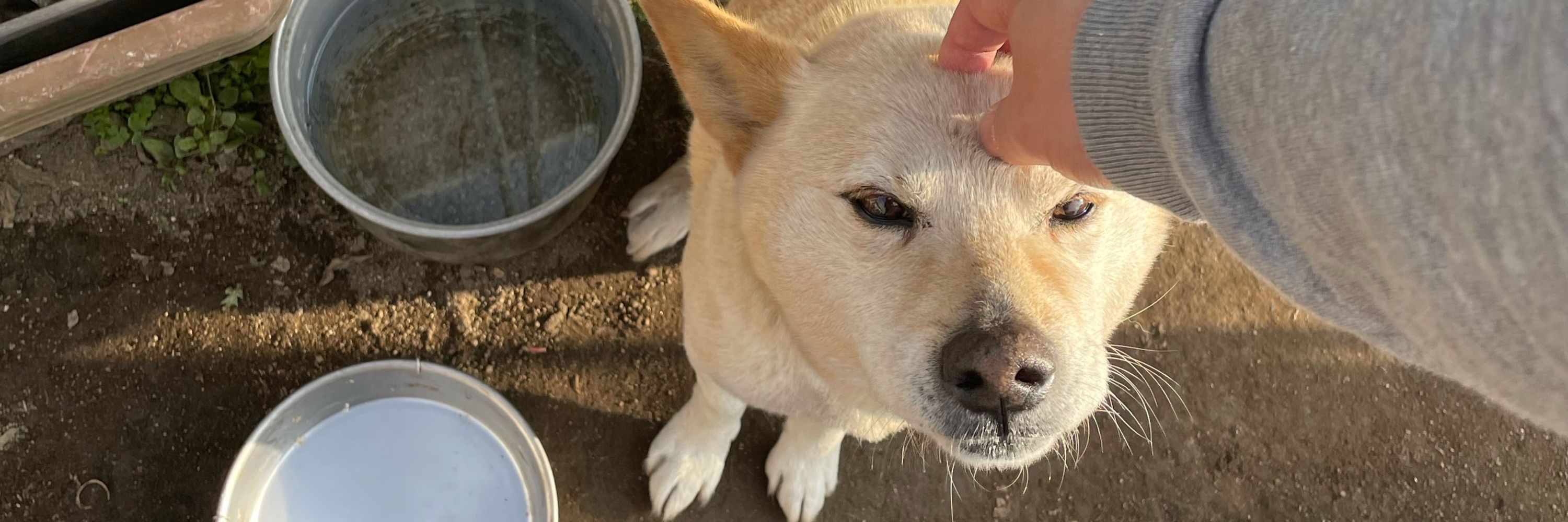とみぃ(犬