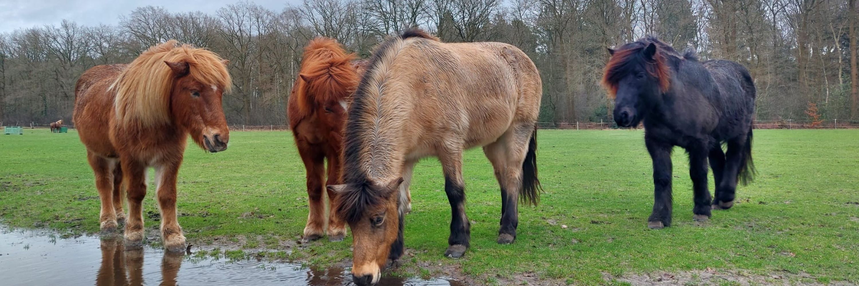 Boudewien Mulder