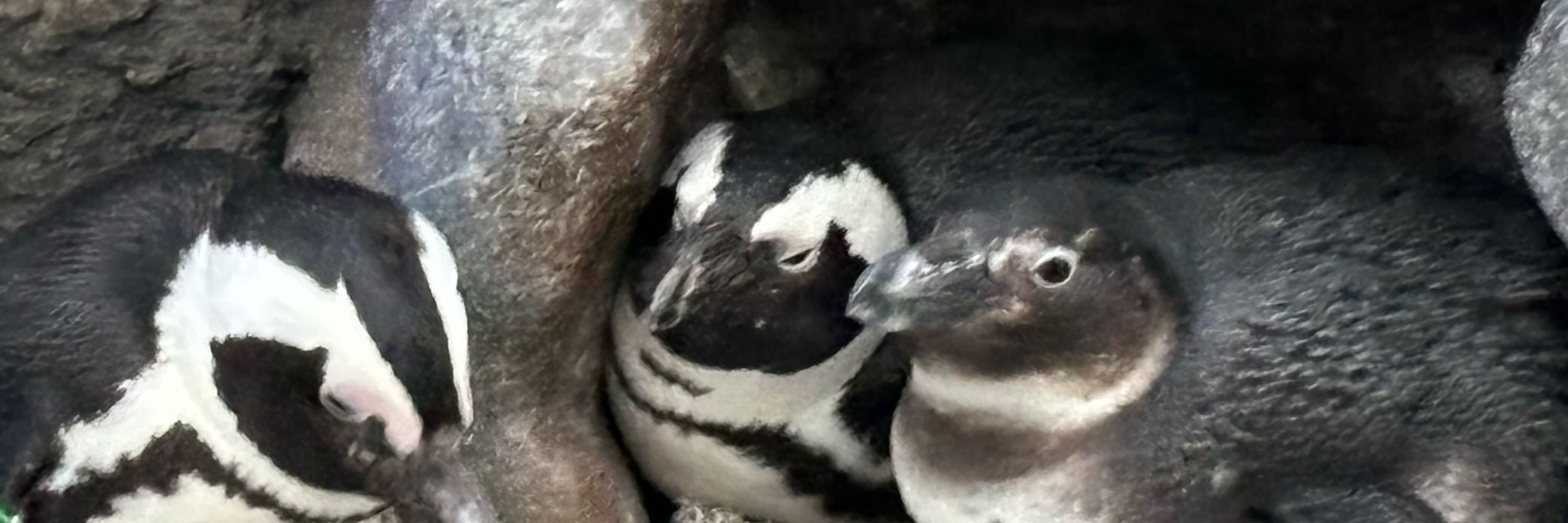 おもち