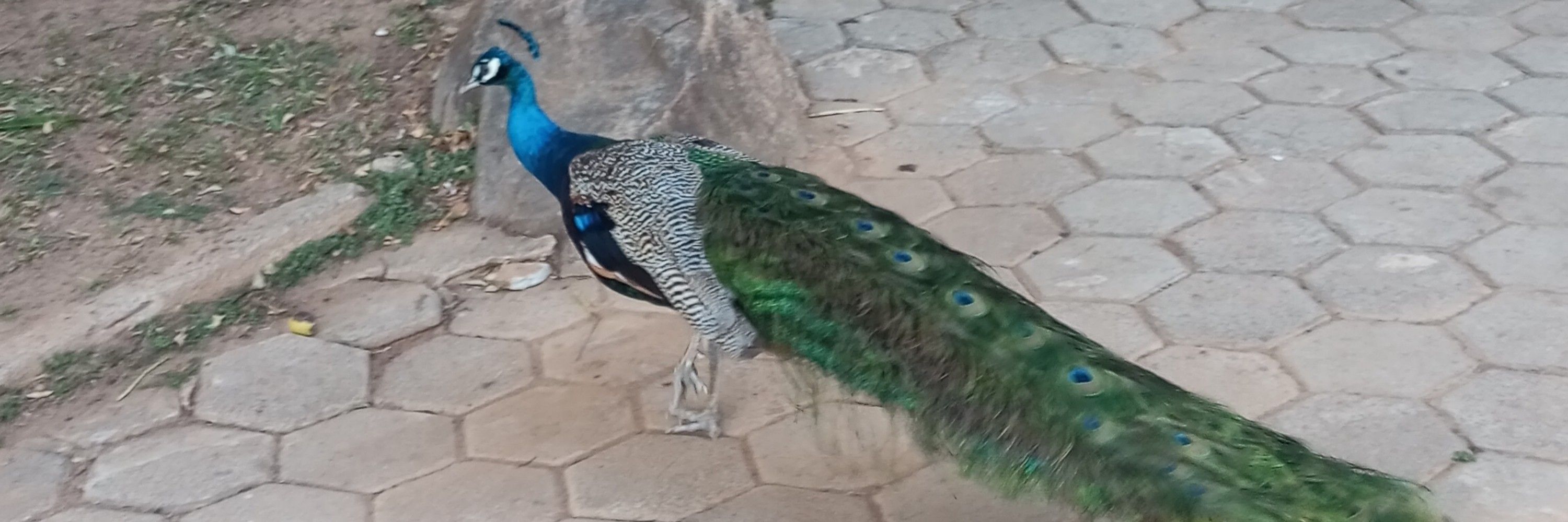 Maria 🦚