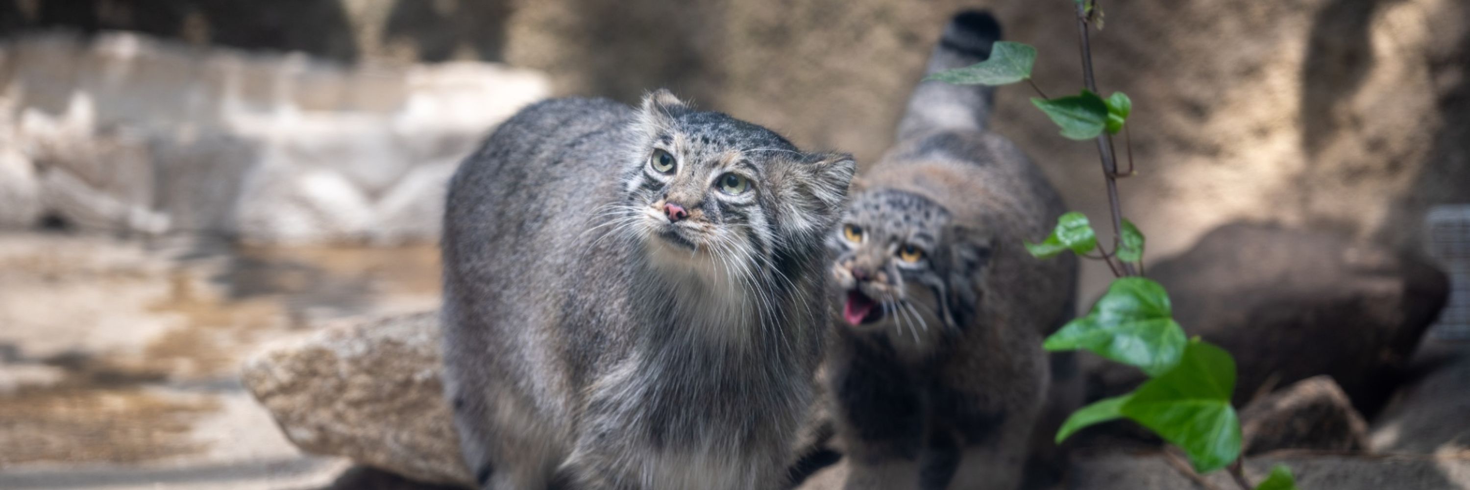 猫T