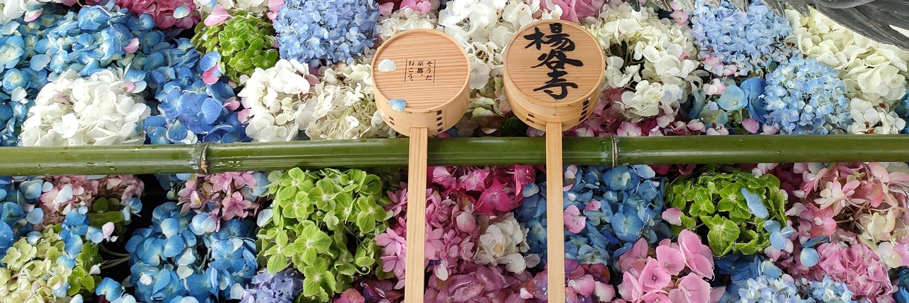 ツヤテリーナ🍚ゴハンスキー