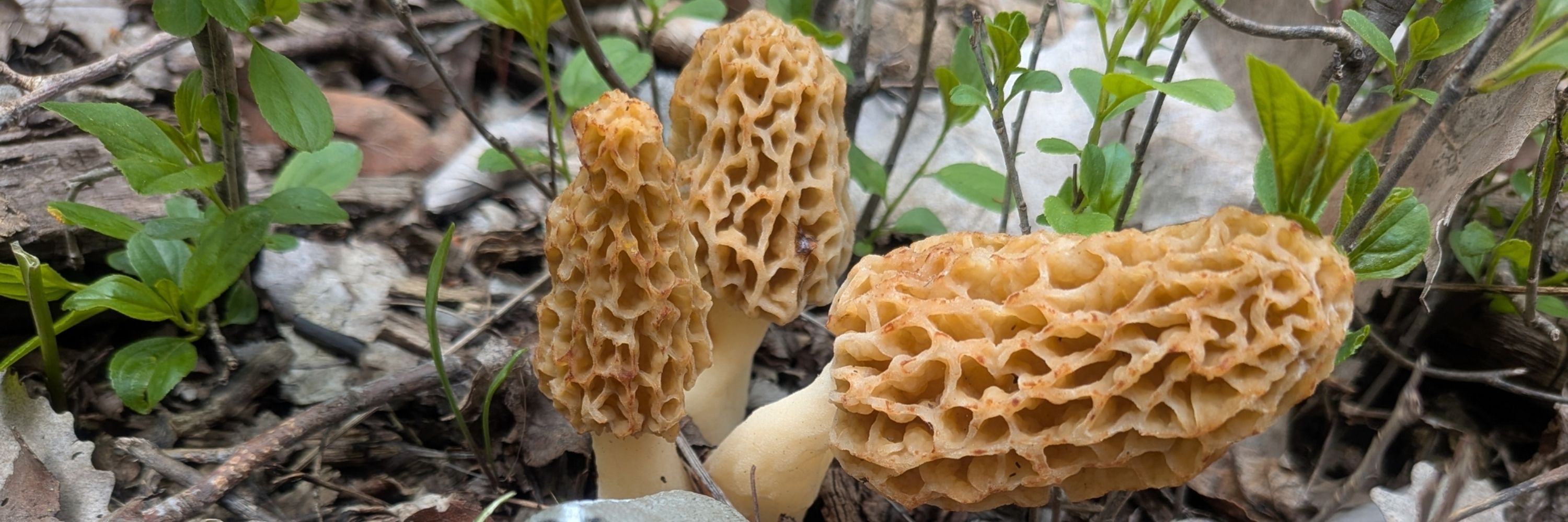  Mycobadger Lorinda
