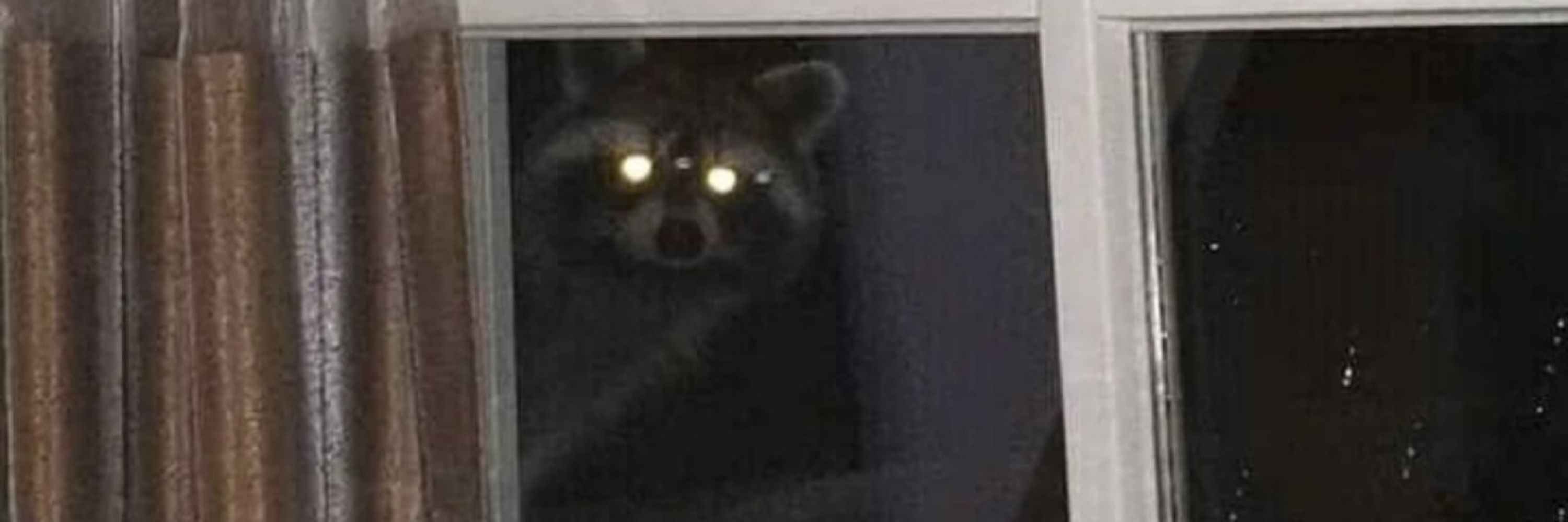 JoJoNyoom 🦝