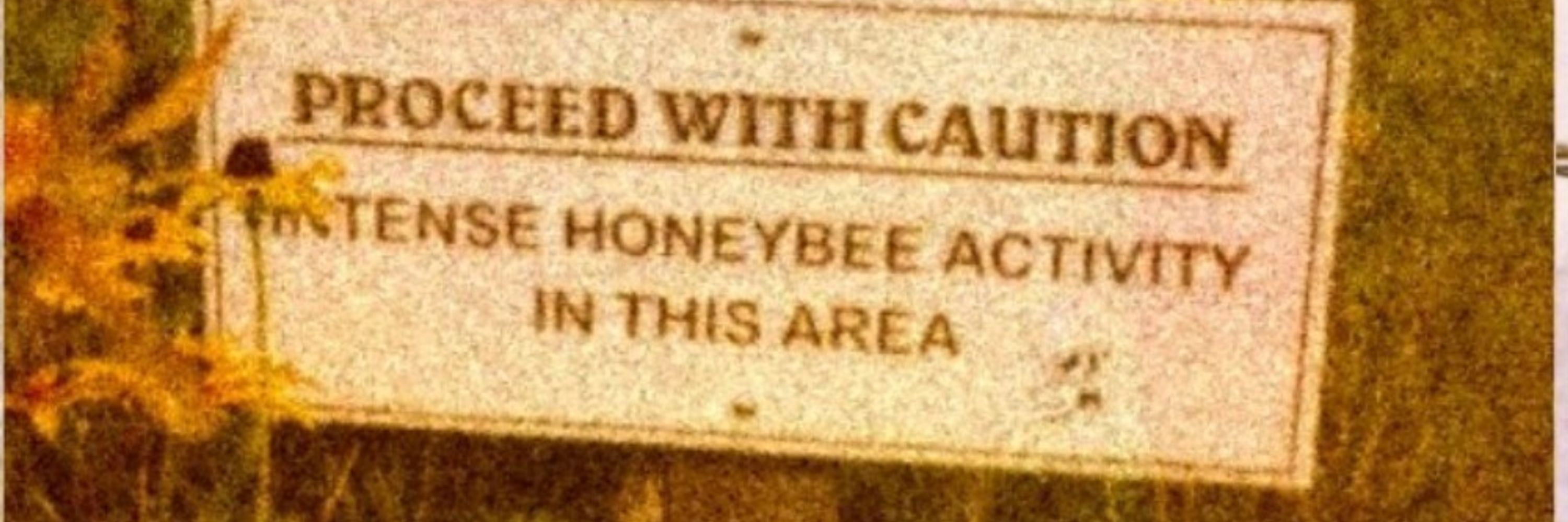 [Sweet Bumblebee]