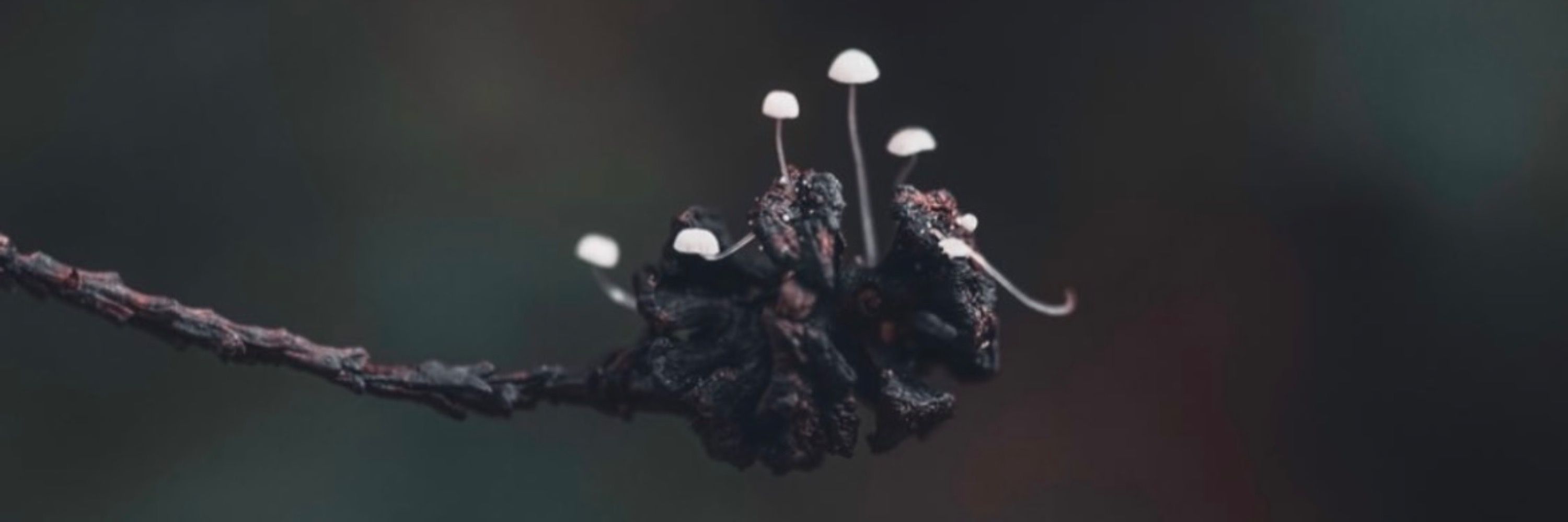 ʜ