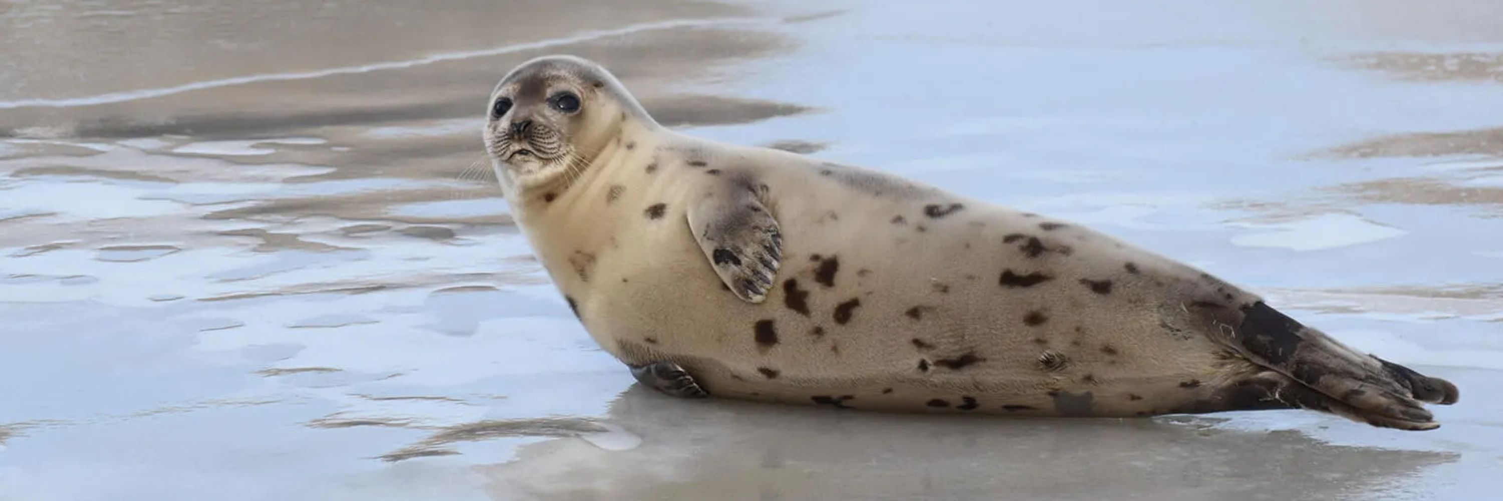 Generic Seal