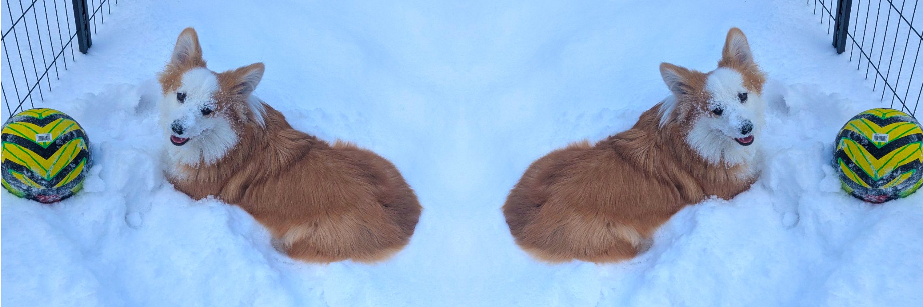 Fluffy Frank Reynolds' Ferociously Friendly Representative