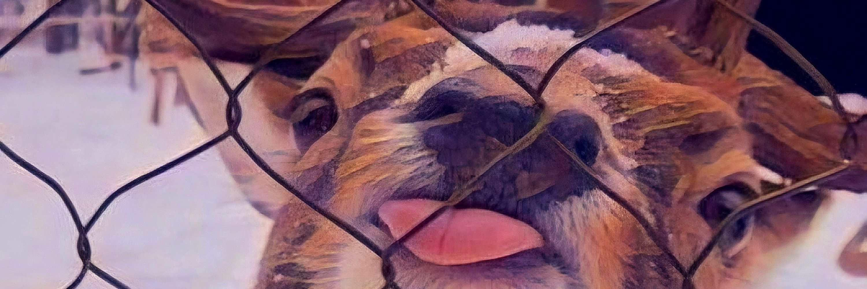 Foozy