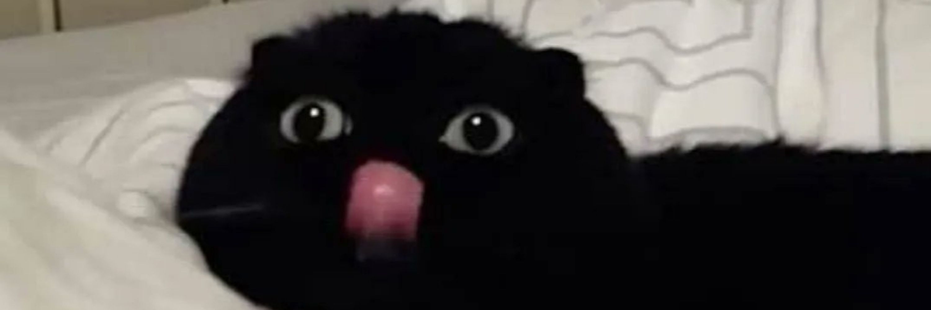 Cat😺Woof