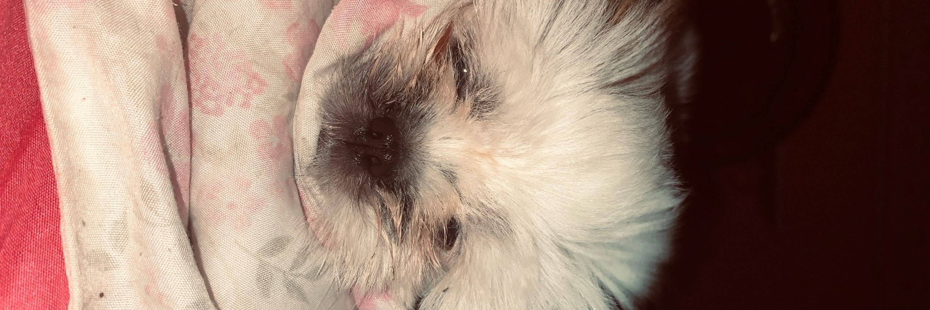 bebel