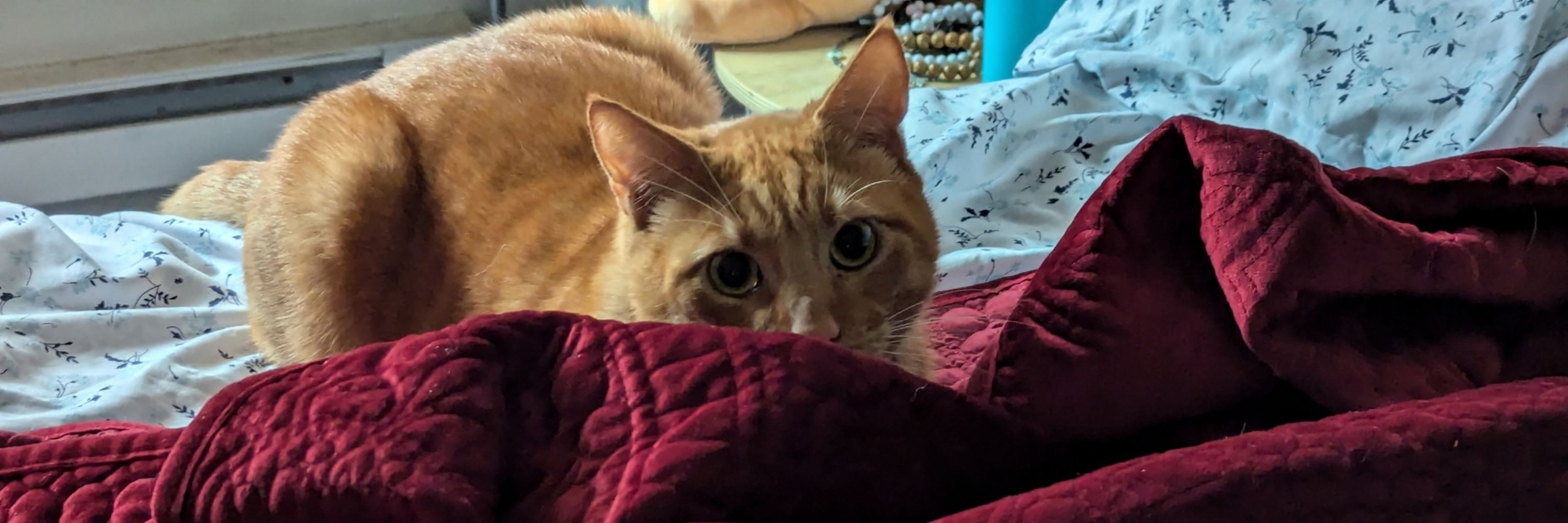 Eris