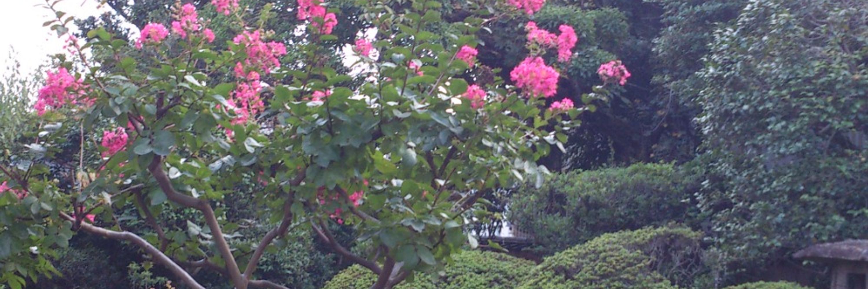 中村さんちのカモノハシ