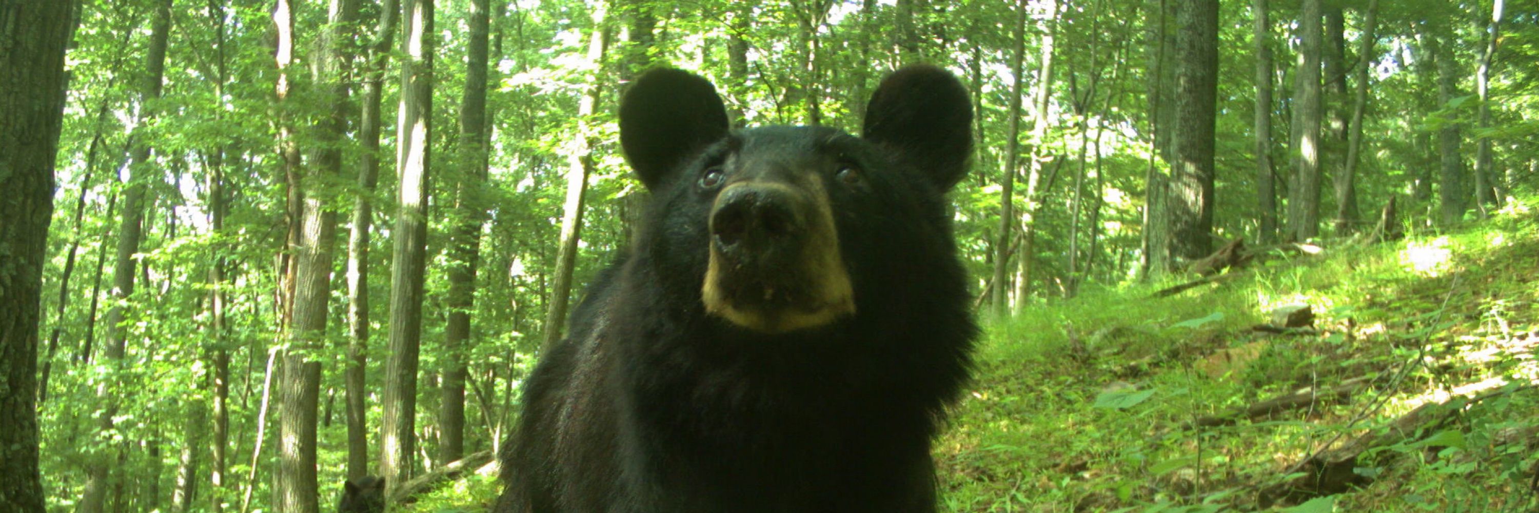 Micah