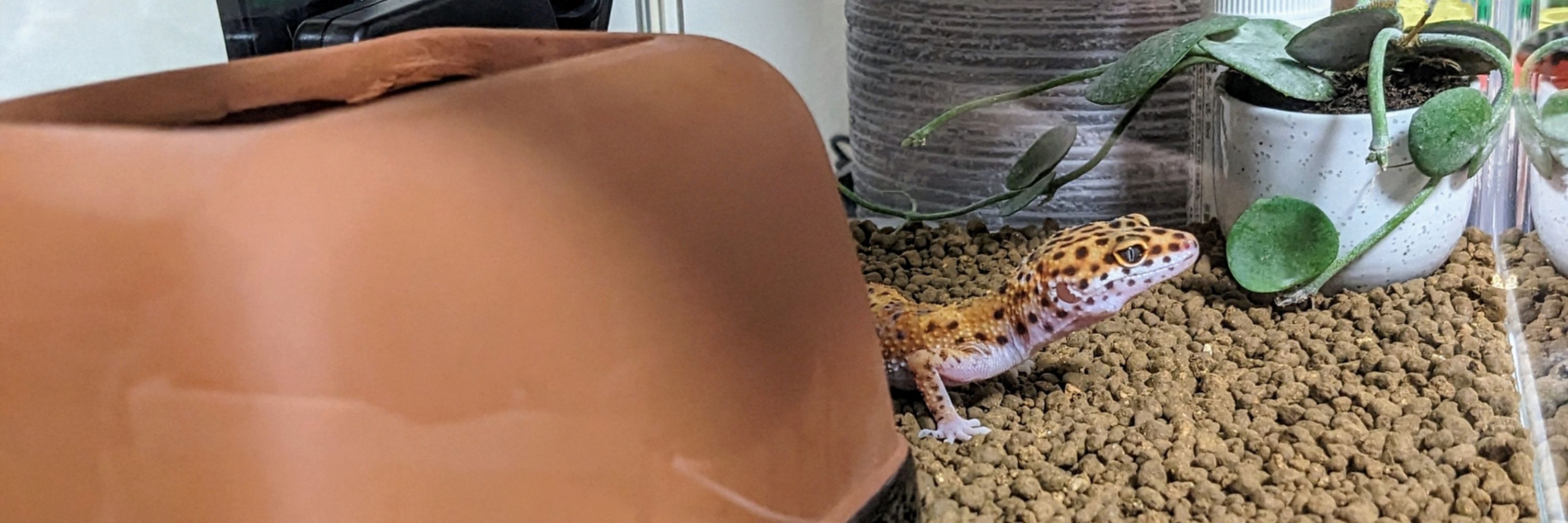 シャオシャオ
