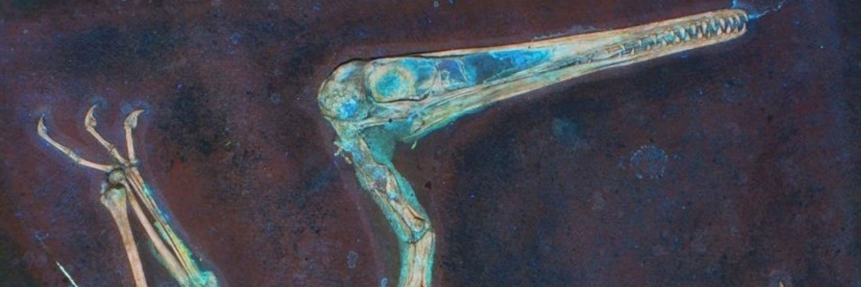 Pterodactyl Ghost (he/him)