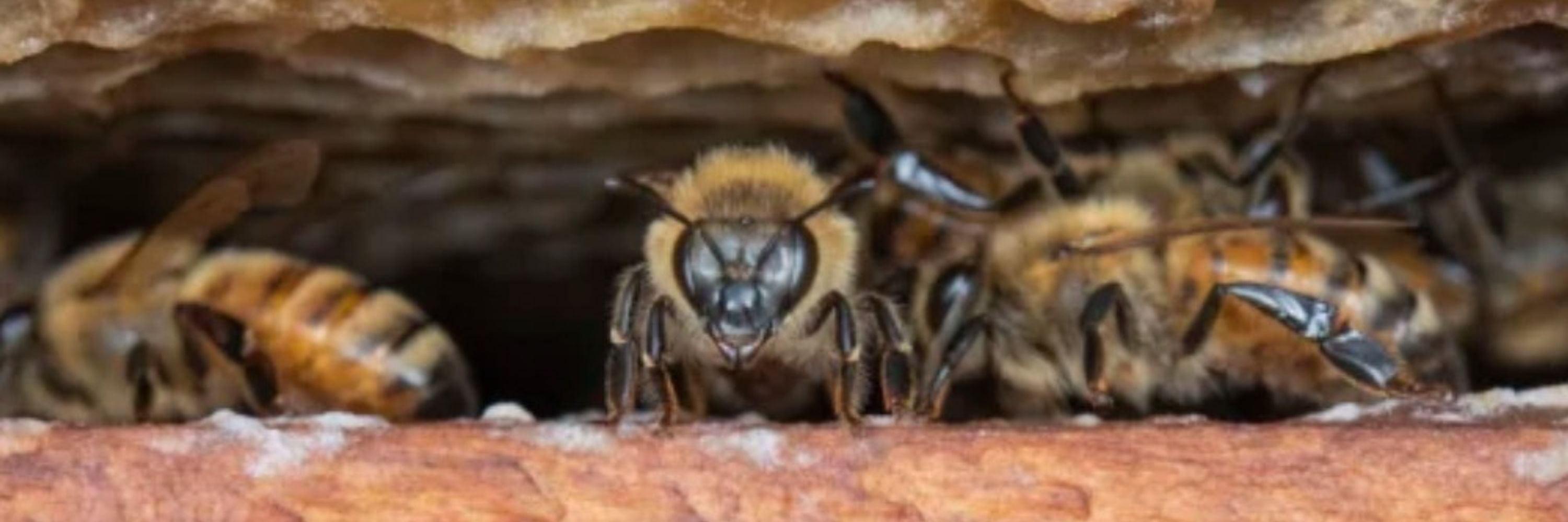 Myrmecofourmis.fr
