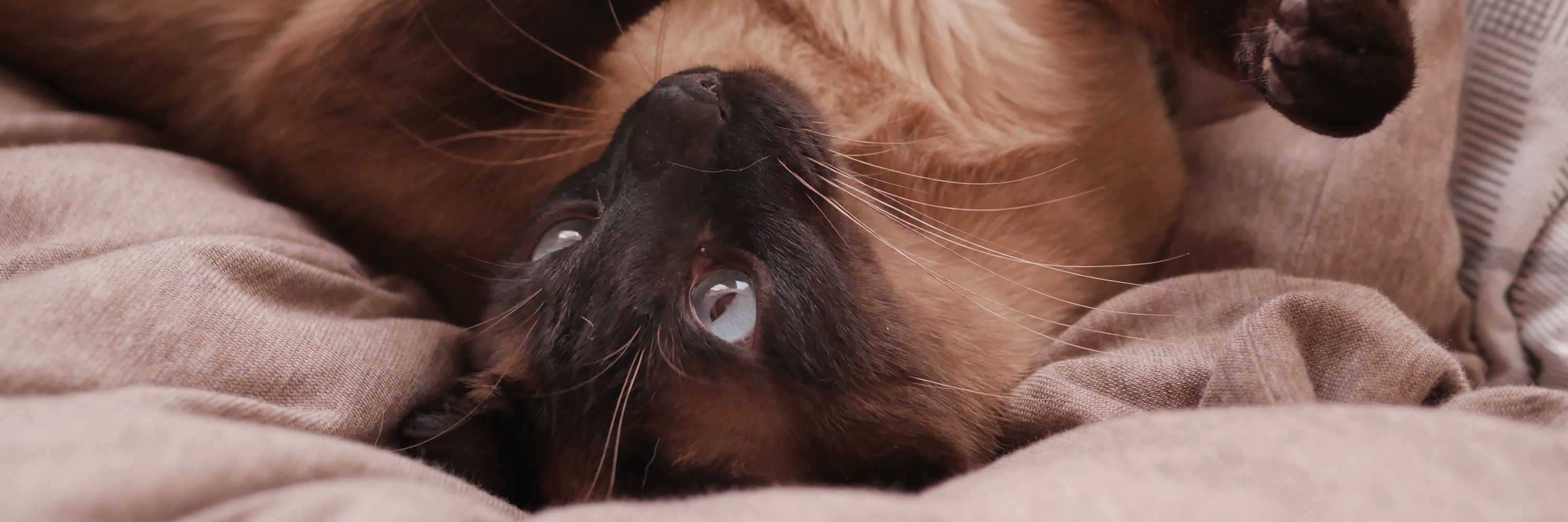 coco_catlover