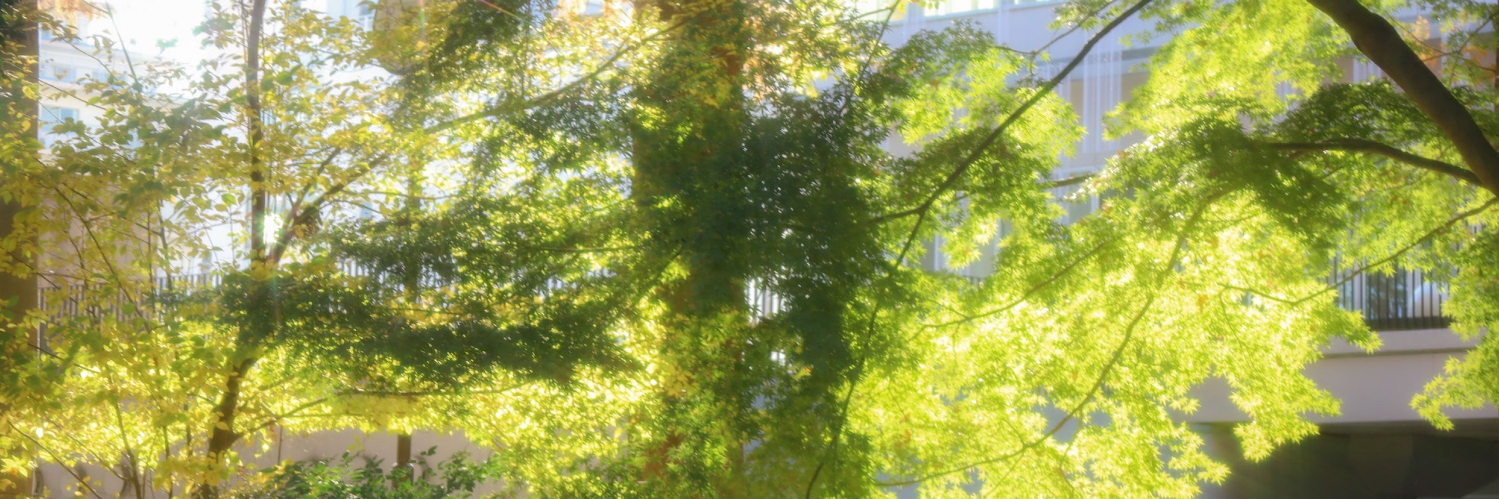 青春夏