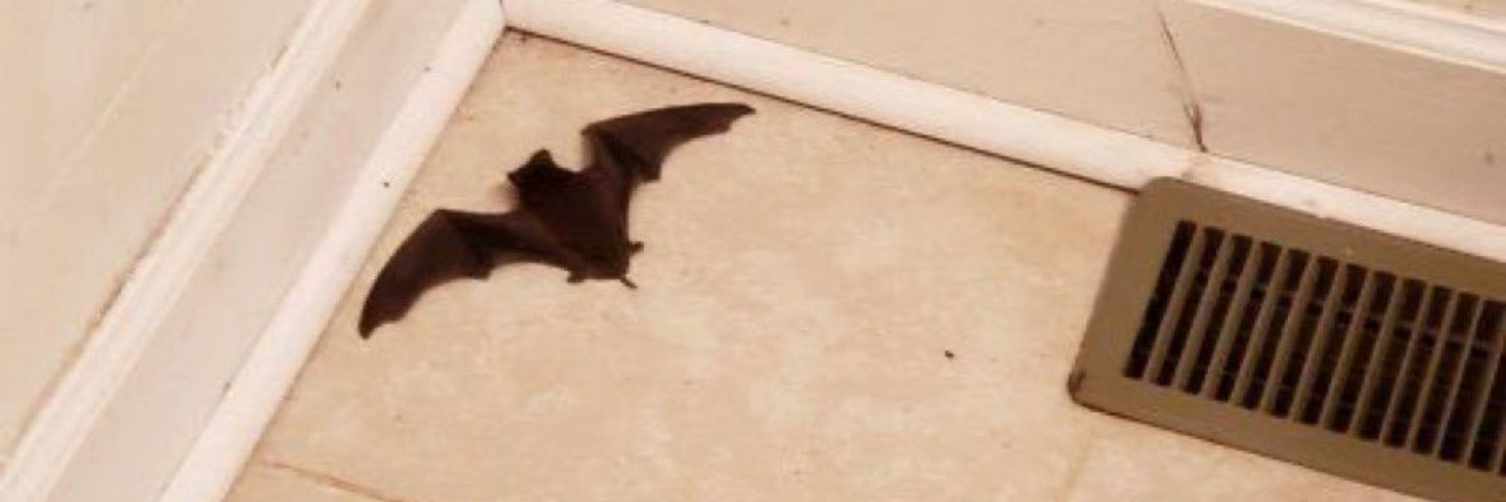 lu 🦇