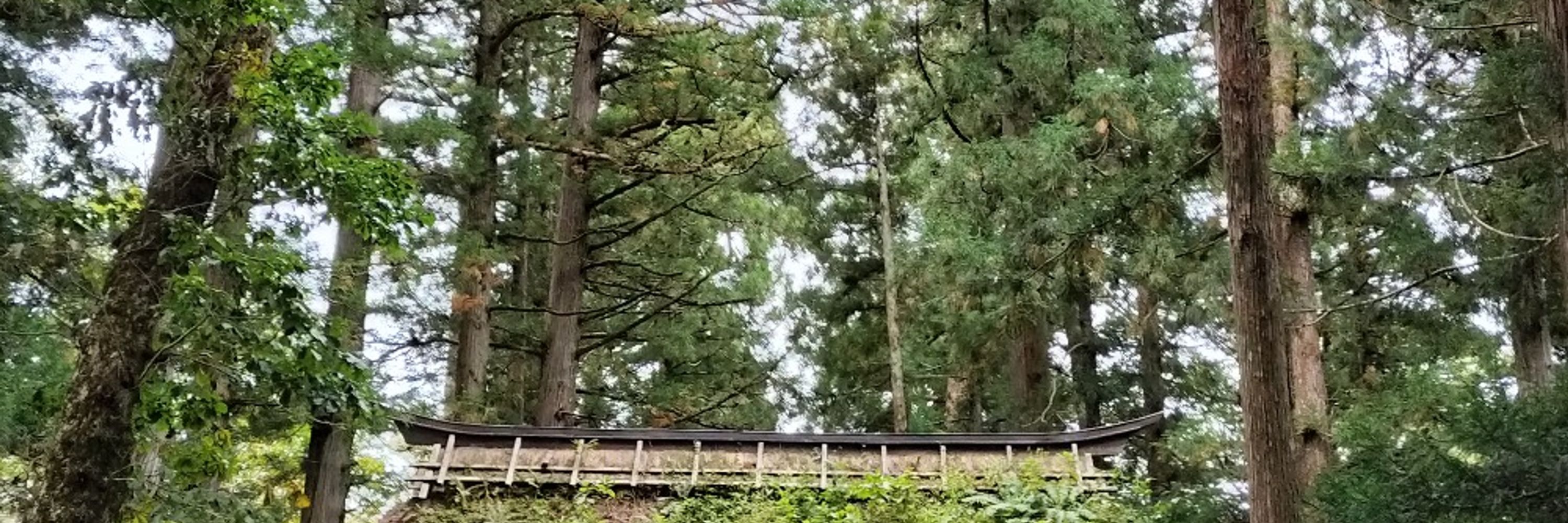 しっぽ